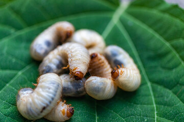 May beetle larvae close-up. Dangerous pest for the garden. Fat caterpillar.