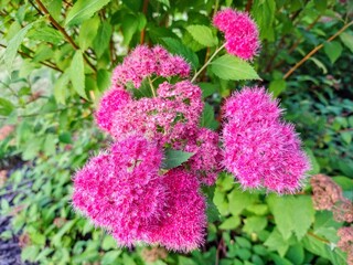 spiky pink blossoms