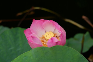 A beautiful pink lotus flower or bunga teratai (Nelumbo Nucifera) blooms in a city park on a...