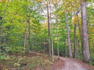 Winding Trail Through Autumn Forest