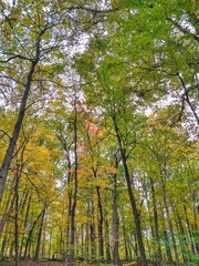 Tall, Thin Yellow and Green Leaf Autumn Trees in Forest Park