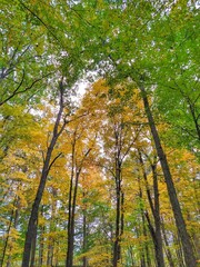 Orange and Green Autumn Trees in Forest