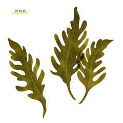 わかめの手描きイラスト © foodraw