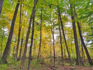 Thin Yellow and Green Leaf Trees in Autumn Forest Park 