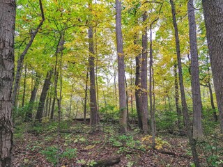 Yellow and Green Thin Autumn Trees in Forest