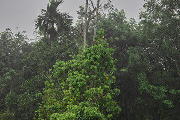 rainy season with green leaves