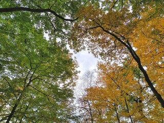 Cloudy Gap in Green and Orange Leaf Autumn Tree Canopy