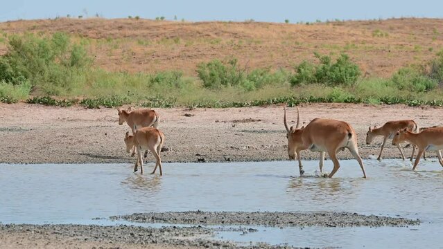 Wild saiga antelope or Saiga tatarica drinks in steppe. 4K