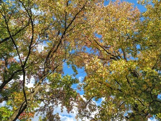 autumn leaves against blue sky