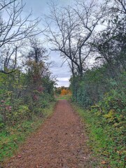 path in the autumn forest