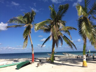 椰子の木が生える浜辺