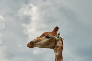 Giraffa camelopardalis giraffa. Close-up portrait of a South African giraffe