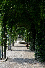 portico. columnar arcade trelaz promenade. porosle climbing rose covers the path in the park garden and shades