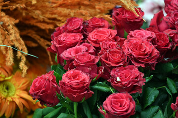 Super-cluster of all hues and colors . These amazing summer blooms make for spectacular viewing, amongst the worlds greatest flowers collections. A true treat from nature.