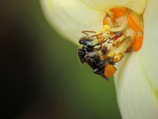 close-up of stingless trigona bee on flowers