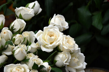 Super-cluster of all hues and colors . These amazing summer blooms make for spectacular viewing, amongst the worlds greatest flowers collections. A true treat from nature.