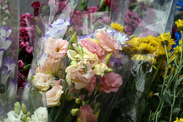 Super-cluster of all hues and colors . These amazing summer blooms make for spectacular viewing, amongst the worlds greatest flowers collections. A true treat from nature.