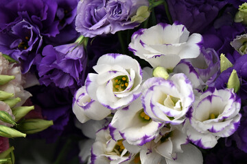 Super-cluster of all hues and colors . These amazing summer blooms make for spectacular viewing, amongst the worlds greatest flowers collections. A true treat from nature.