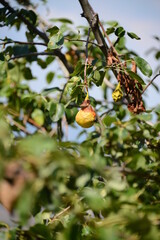 Ripe organic pears in the summer garden.