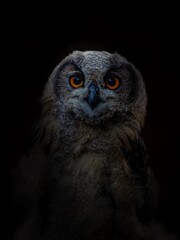 Portrait of Eagle owl