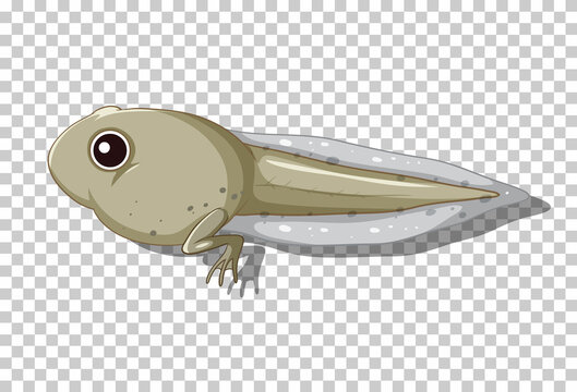 A tadpole in flat cartoon style