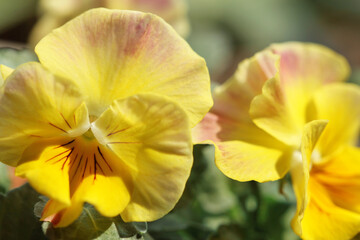 yellow viola flowers in the garden