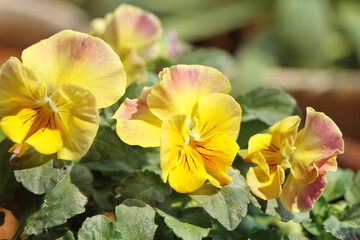 yellow viola flowers in the garden
