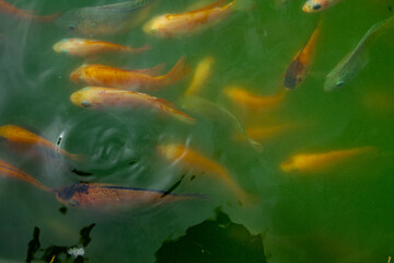 Koi fish that gather in the green water pond