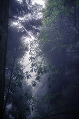 Obraz premium Vertical background image of the bamboo leaves in the fog on Avatar mountains, Zhangjiajie, Hunan, China, copy space for text