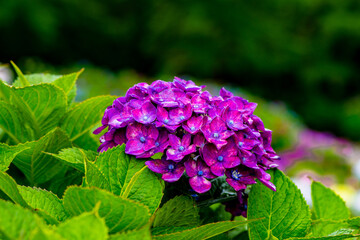 響山のあじさい