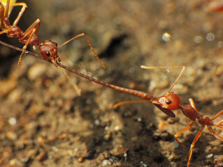 close-up of weaver ants caught the other insects