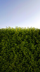 green grass field bush nature