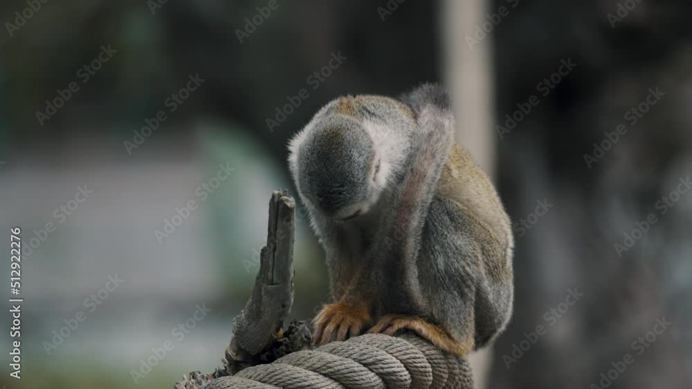 Aufkleber common squirrel monkey in shallow depth of field. selective focus shot