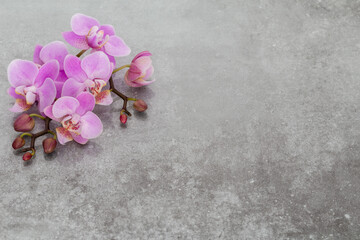 Pink orchid theme objects on pastel background.