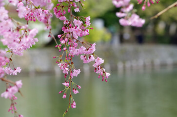 Japanese cherry