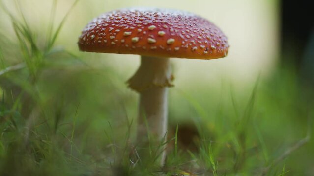 A close-up shot of the fly agaric mushroom on the forest floor. Decaying leaves, grass, and tiny shrubs. Slow-motion, pan follow.
