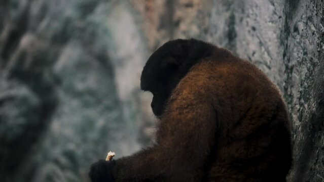 Close Up View Of An Eating White-tailed Titi
