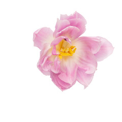 Pink tulip flower isolated on white background.