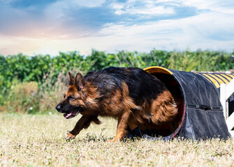 training of agility