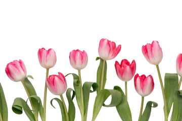 Lilac tulip flowers on white background.