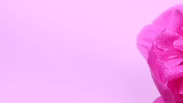 Rotating pink background with peony or pink flower, with space to insert, copy space, petals close up, background of pink flower petals, top view