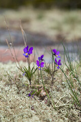 Close-up of violet flowers and Star-tipped Reindeer Lichen (Cladina stellaris) (or Northern...