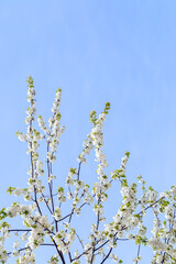 Beautiful flowering cherry tree blooming against clear blue sky in the spring. Copy space.