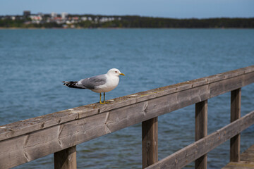 Close-up of a seagull perching on a wooden railing on a sunny day in the summer.