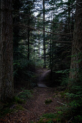 Pathway in a gloomy and dark forest in Finland in the summer or autumn. Creepy and dismal landscape.