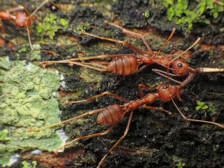 close-up of weaver ants caught the other insects