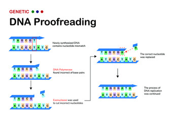 The scientific diagram show mechanism of DNA proofreading by cut and insert nucleotide (base) in replication process
