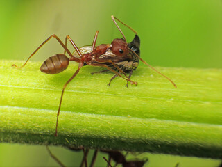 close-up of weaver ants caught the other insects