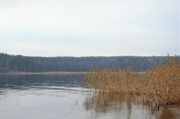 quiet shore of the lake with reeds. Landscape in pastel colors