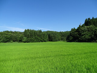 夏の農村風景